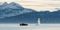 En båt med gjester som observerer en hval som puster ut ved overflaten av en fjord