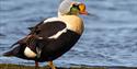 King eider standing on tundra near water.