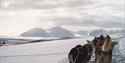 Hunder som springer i snø foran en hundeslede