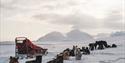 Dogs resting in the snow next to a dog sled