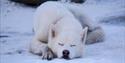 Sovende husky