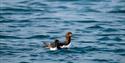 Two birds swimming in a fjord