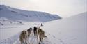 Sled dogs running through snow