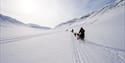 Sled dog teams running in a line along a track in the snow