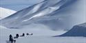 Dogs and people driving dog sleds in a line in the foreground through snowy surroundings, with a massive tall snow-covered mountain in the background