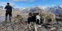 A guide with dogs on top of Lindholmhøgda