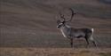 © Visit Svalbard