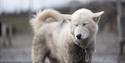 © Visit Svalbard
