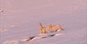 Two polarfoxes playing in the snow