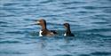 Two birds swimming in a fjord