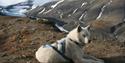 En hund som hviler på toppen av Sarkofagen