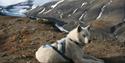 A dog resting at the peak of Sarkofagen