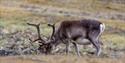 © Visit Svalbard