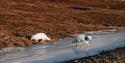 © Visit Svalbard