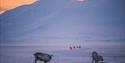 Grazing reindeers and a group of snowmobiles in the sunset.