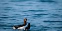 Two birds swimming in a fjord