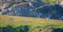 Two birds flying through the air with a mountain in the background