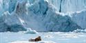 Bearded seal resting on ice floe in front of a glacier wall.