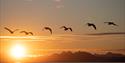 Birds flying over the sea in front of the midnight sun.