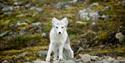 © Visit Svalbard