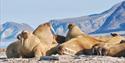 © Visit Svalbard