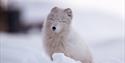 © Visit Svalbard