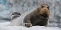 seal in ice floe