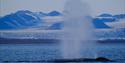 A column of sea water spray from a whale breathing out while surfacing for air in a fjord