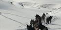 Dogs in front of a dog sled on their way to the cabin Reinheim in the background