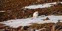 © Visit Svalbard