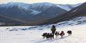 A person hiking with a pack of dogs