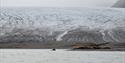 En hvalrosskoloni som hviler på en strand ved en fjord med en isbre i bakgrunnen