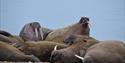 A group of walruses on a beach