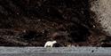 Picture of polarbear, taken from a long distance with zoomlens