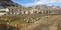 The Eider colony next to the dog yard