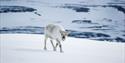 © Visit Svalbard