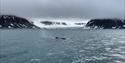 The dorsal fin of a whale swimming in a fjord