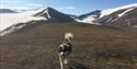 A dog walking along the plateu on the mountain Sarkofagen