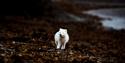 © Visit Svalbard