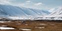 Two raindeer eating grass with snowcovered mountains and valleys in the background.