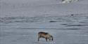 © Visit Svalbard