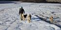 A person walking along with three dogs on a glacier