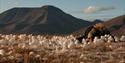 A person sitting in the white cottongrass on the tundra. 
Mountains is seen in the background