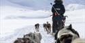 A guide seen from behind with a gun on their back driving a sled dog team.