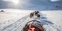 A dog sled with sled dogs running in front