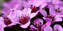 Purple Saxifrage.