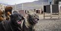 Two dogs ready to run inside the dog yeard