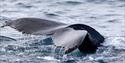 © Visit Svalbard
