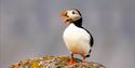 © Visit Svalbard