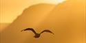 Single bird flying over mountains in evening light.